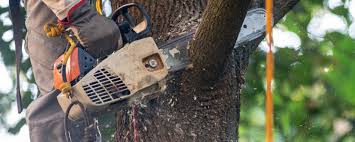 Best Arborist Consultation Services  in Ken Caryl, CO