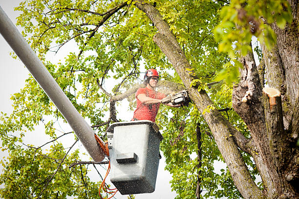 Reliable Ken Caryl, CO Tree Services Solutions